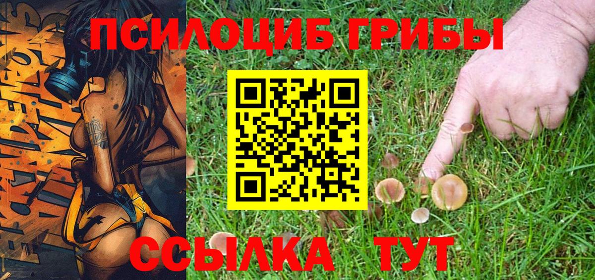 Красный Сулин  что такое   Вход с VPN  Псилоцибиновые грибы Cubensis 