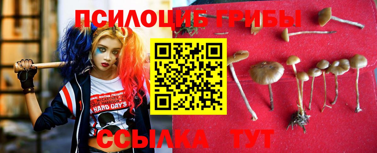 Галлюциногенные грибы Psilocybine cubensis Красный Сулин